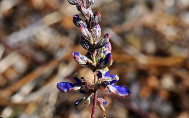 Marina parryi, Parry's False Prairie-clover, Southwest Desert Flora